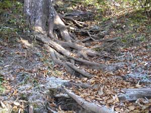 �؂̍��ɕt�������́A��ϊ���`�`