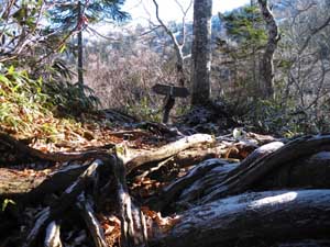 �菬�����������̕W��