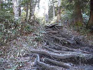 �������̑����o�R��