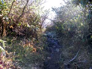 �S�[���O�̓o�R���B