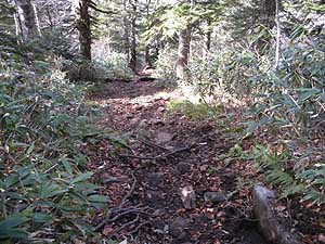 �ɂ₩�ɂȂ����o�R��