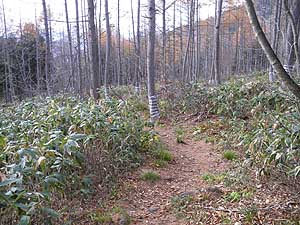 ���邢�o�R���B