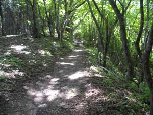 �Ί_��(�o�R���H)����̓o�R���B