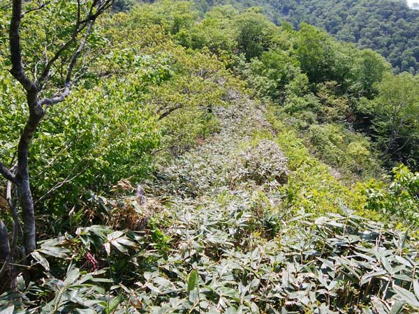 山頂からの眺め