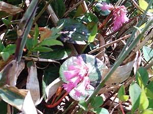 �C���J�K�~