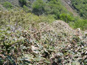 小稲包からの登山道