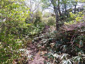 ���򂩂�̓�