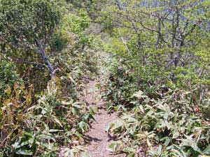 ���򂩂�̓�