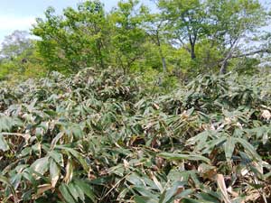 分岐からの登山道。
