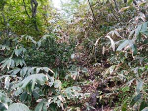 ���򂩂�̓o�R���B