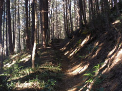 ���т̃R�[�X