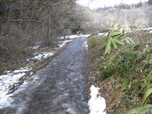 �o�R������̓o�R���B