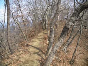 �V��΂���̓o�R���B 