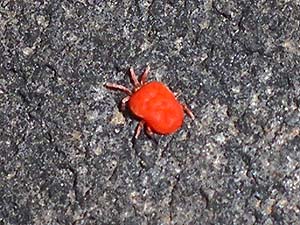 �c�c�K���V�H