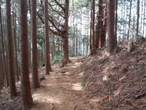 �y�x�R����̓o�R���B