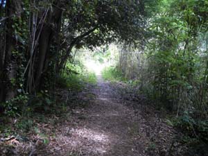 �o�R���炵����