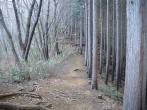 �c�K�̖ؑ䂩��̓o�R��