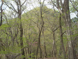 �؁X�̌��Ԃ���n���x