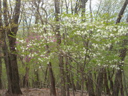 �V�����V�I�H