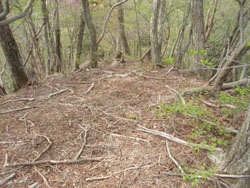 �R������̓o�R��