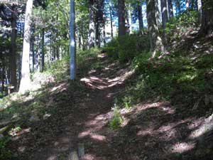 ����_�Ђ���̓o�R���B