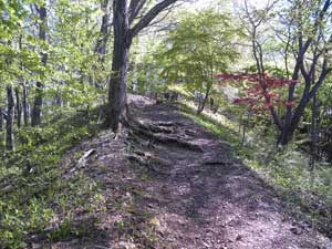 ����_�В��{����̓o�R���B