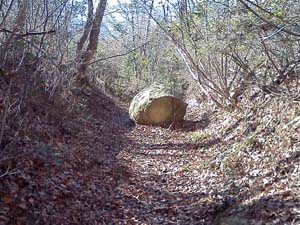 �傫���ۂ���