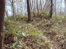 �|�̐����΂��