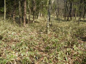 �����̓�