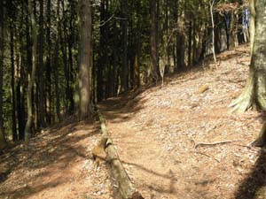 ����_����̓o�R���B