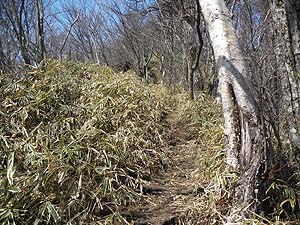 �����̓o�R���B