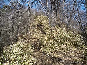 �����̓o�R���͑����`