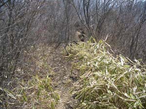 �R������̓o�R���B