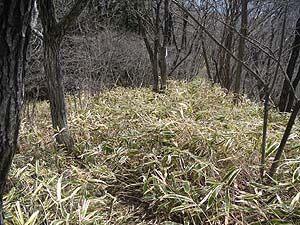 �����������΂�A���\�}�ł���`