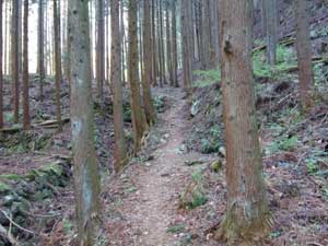 ���򂩂�̓o�R���B