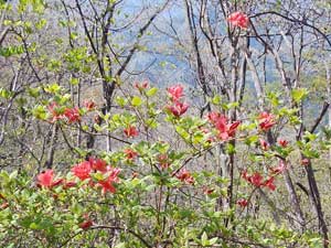 ���̕���