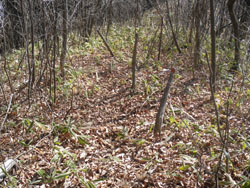 ���L�c���̉����