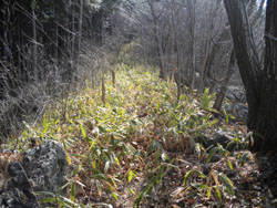 �T�T���̓�