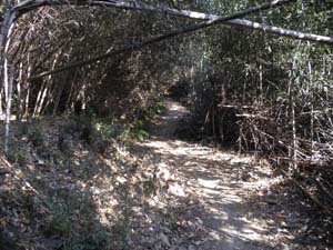 �|�т̓o�R��