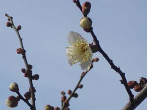 梅の花も咲いていた