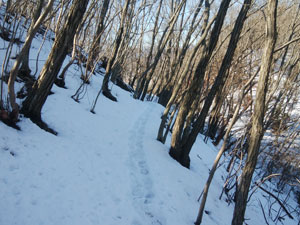 �_���R����̓o�R���B