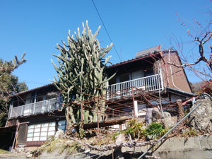 ��T�{�e���̉�