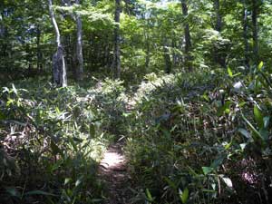 ���t�g�̏I�_�t�߂���̓o�R���B