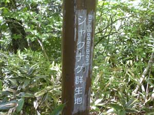 �V���N�i�Q�Q���n