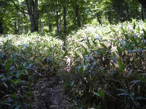 ���������΂��Ă����B