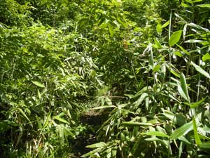 ���򂩂�̓o�R���B