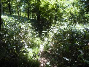 ���ёт�i�ށ`�`