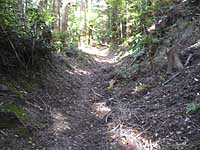 �o�R���̗l�q�B