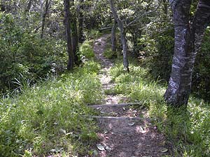 ���R�J�n�`