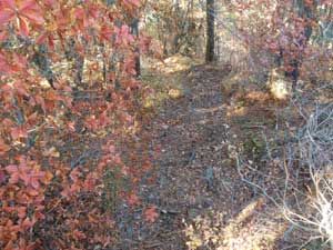 �}�ێR(���)����̓o�R��